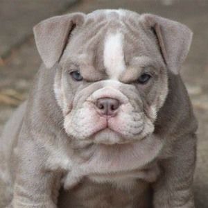 Meet your Posher, Larry